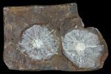 Fossil Winged Walnut (Juglandaceae) Fruit - North Dakota #96814-1